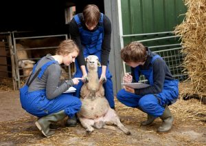 Veterinary Medicine work experience